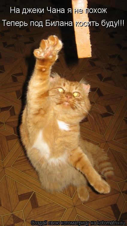 Котоматрица: На джеки Чана я не похож Теперь под Билана косить буду!!!