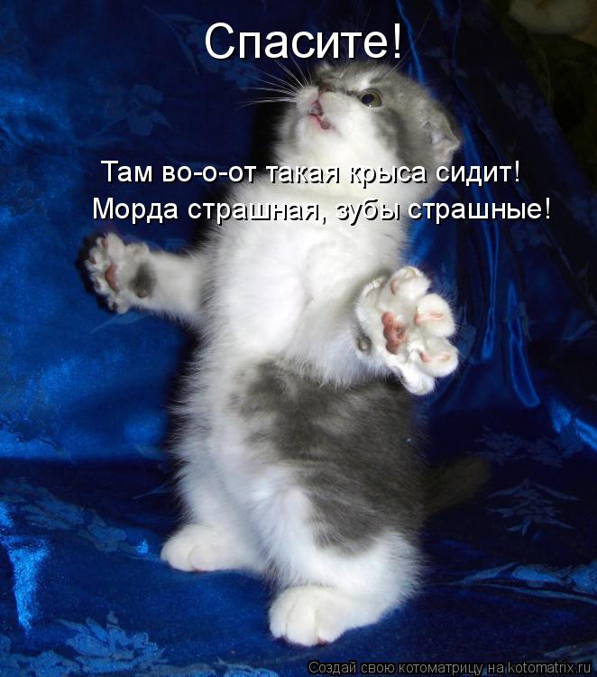 Котоматрица: Спасите! Там во-о-от такая крыса сидит! Морда страшная, зубы страшные!