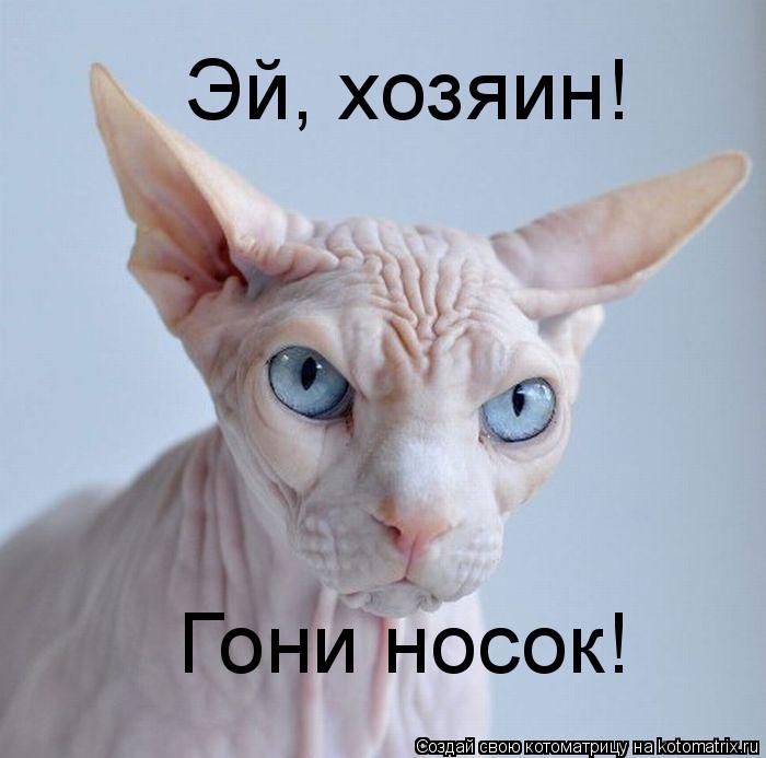 Котоматрица: Эй, хозяин! Гони носок!