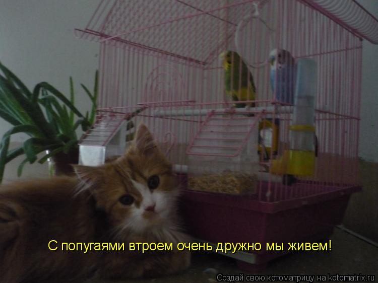 Котоматрица: С попугаями втроем очень дружно мы живем!