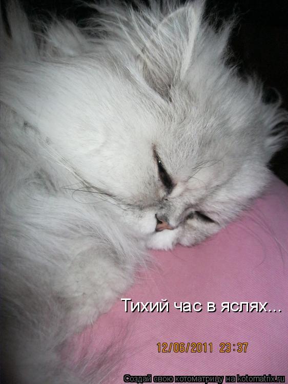 Котоматрица: Тихий час в яслях...