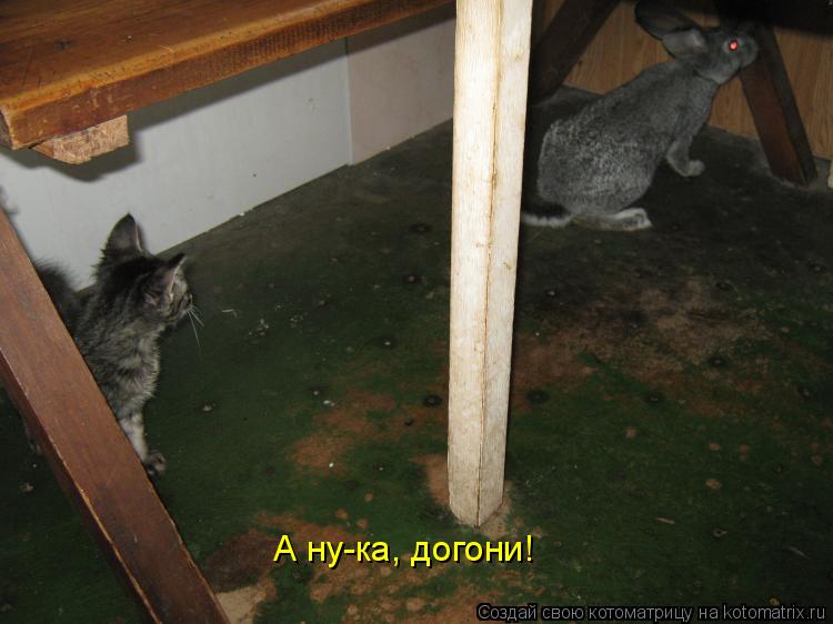 Котоматрица: А ну-ка, догони!