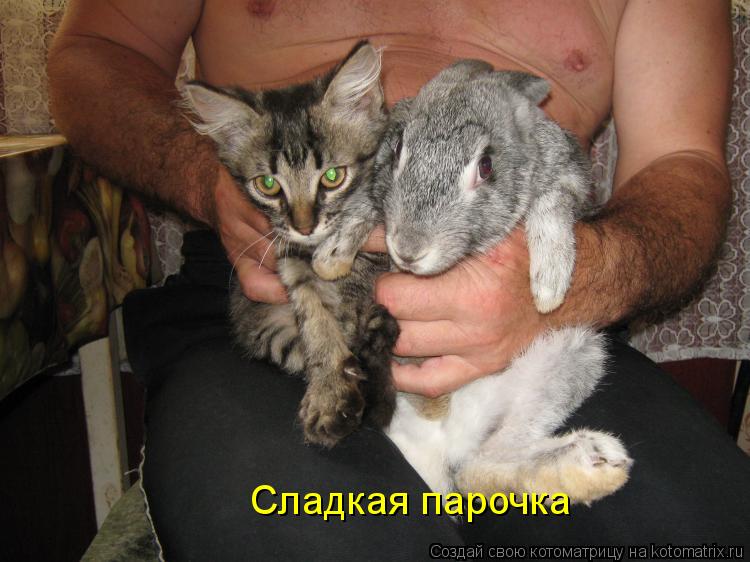 Котоматрица: Сладкая парочка