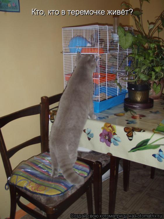 Котоматрица: Кто, кто в теремочке живёт?