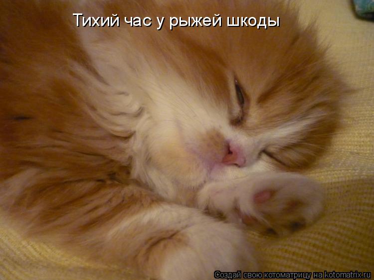 Котоматрица: Тихий час у рыжей шкоды