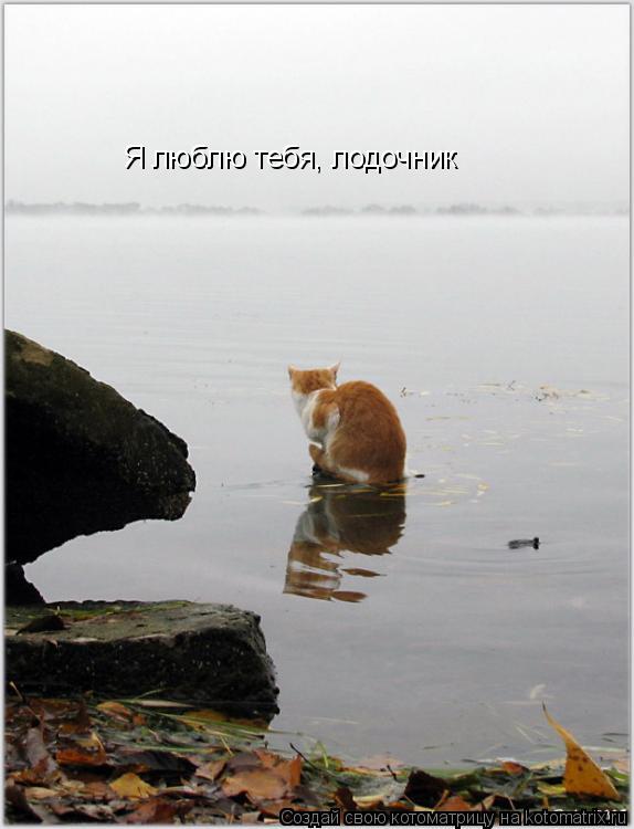 Котоматрица: Я люблю тебя, лодочник