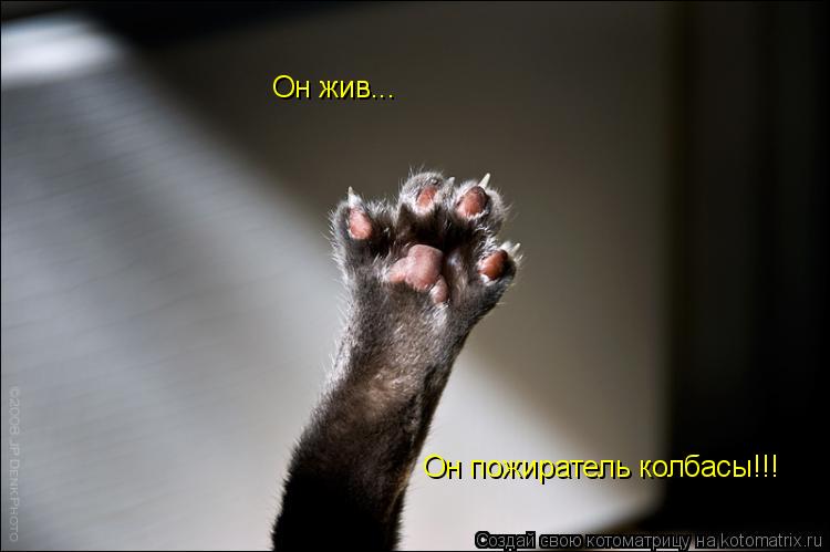 Котоматрица: Он жив... Он пожиратель колбасы!!!
