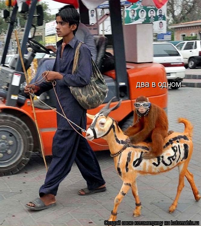 Котоматрица: два в одном