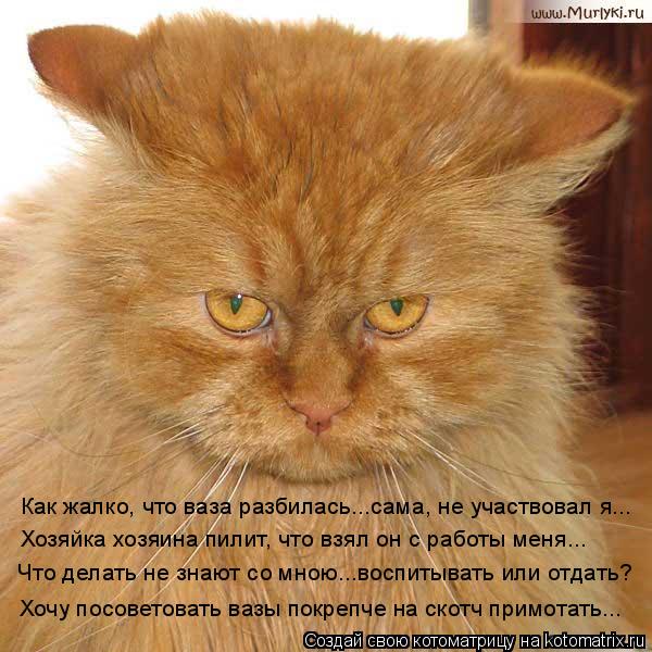 Как жалко, что ваза разбилась...сама, не участвовал я... Хозяйка хозяина пилит, что взял он с работы ... Котоматрица: Как жалко, что ваза разбилась...сама, не участвовал я... Хозяйка хозяина пилит, что взял он с работы меня... Что делать не знают со мною...воспиты