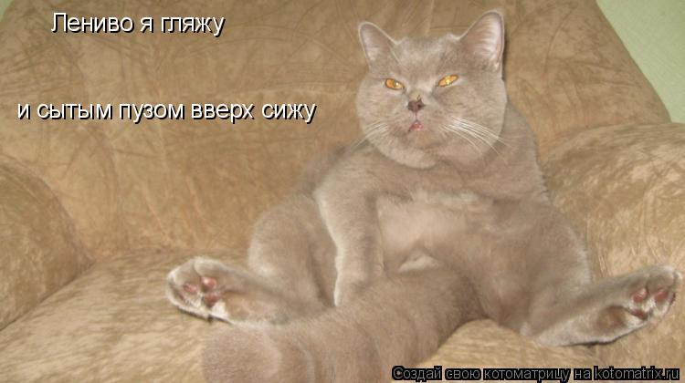 Котоматрица: Лениво я гляжу и сытым пузом вверх сижу