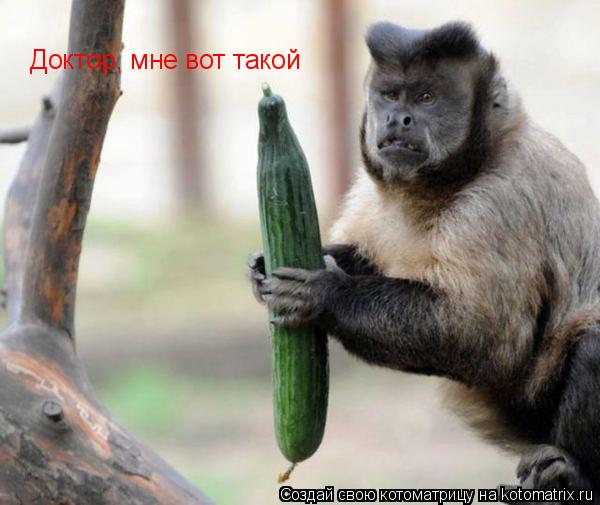 Котоматрица: Доктор, мне вот такой
