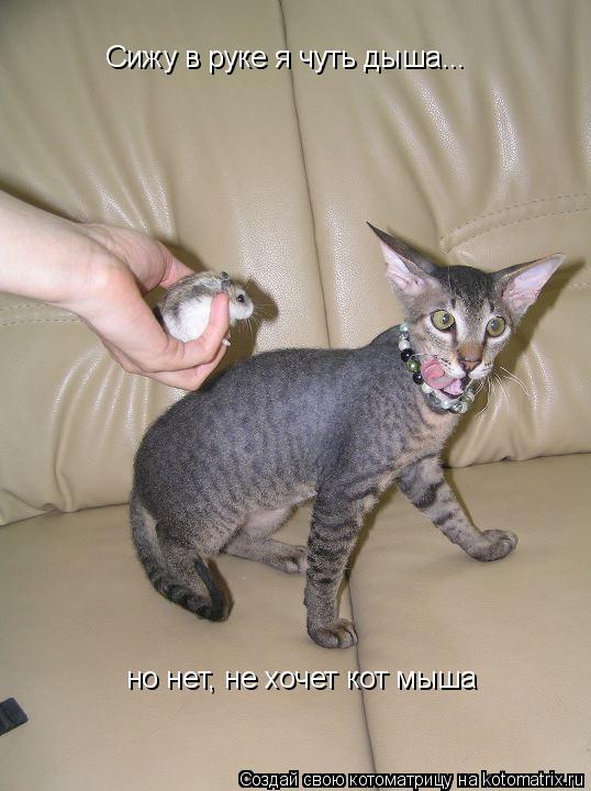 Котоматрица: Сижу в руке я чуть дыша... но нет, не хочет кот мыша