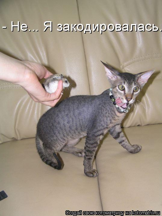 Котоматрица: - Не... Я закодировалась...