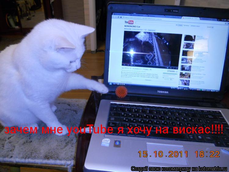 Котоматрица: зачем мне youTube я хочу на вискас!!!!