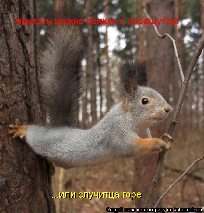 Котоматрица: прыгать можно только с порашутом  ...или случитца горе
