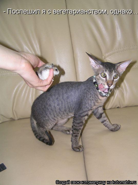 Котоматрица: - Поспешил я с вегетарианством, однако...