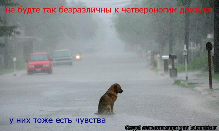 Котоматрица: не будте так безразличны к четвероногим друзьям  у них тоже есть чувства