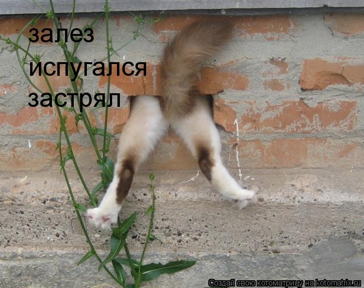 Котоматрица: залез  испугался застрял