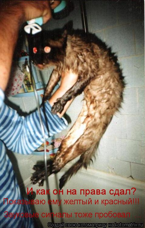 Котоматрица: И как он на права сдал? Показываю ему желтый и красный!!!  Звуковые сигналы тоже пробовал  ...