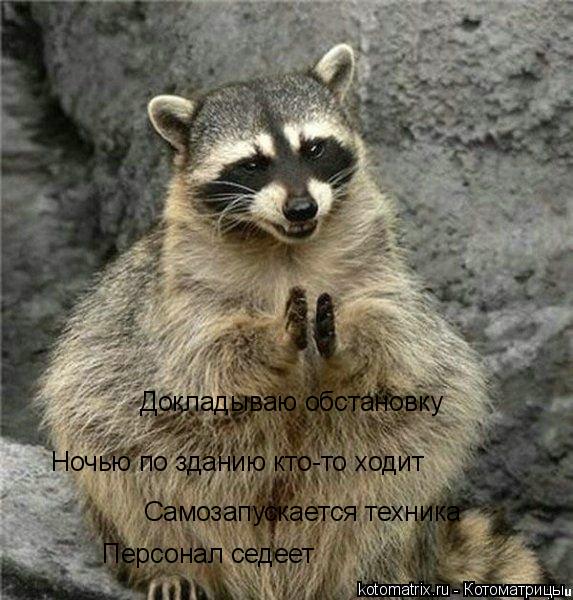 Котоматрица: Докладываю обстановку Ночью по зданию кто-то ходит Самозапускается техника Персонал седеет