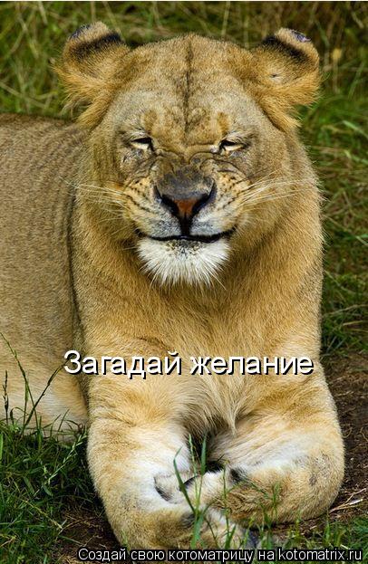 Котоматрица: Загадай желание