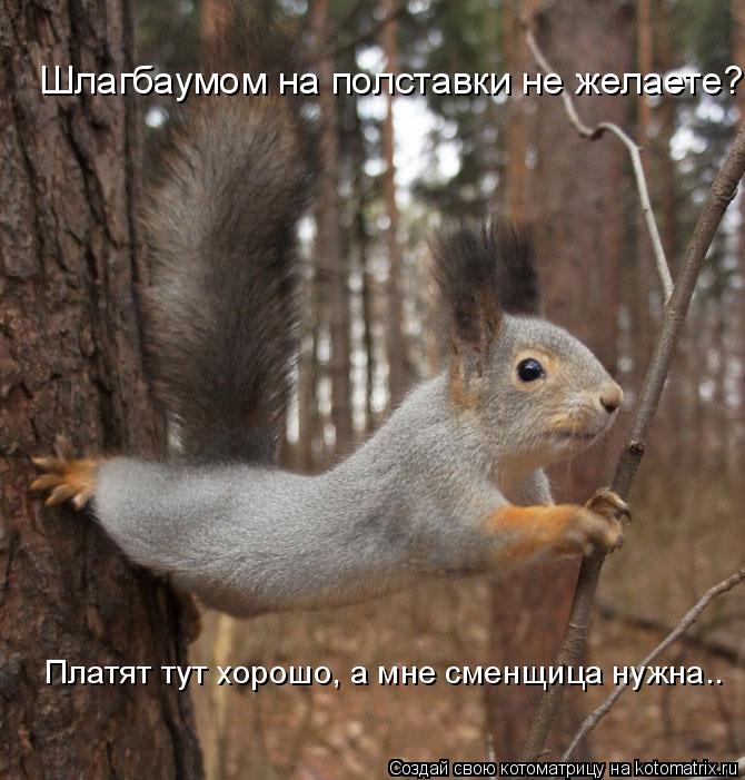 Котоматрица: Шлагбаумом на полставки не желаете?  Платят тут хорошо, а мне сменщица нужна..