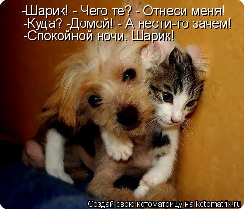 Котоматрица: -Шарик! - Чего те? - Отнеси меня! -Куда? -Домой! - А нести-то зачем! -Спокойной ночи, Шарик!