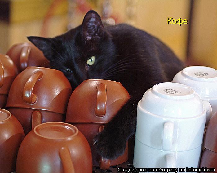 Котоматрица: Кофе