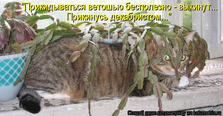 Котоматрица: "Прикидываться ветошью бесполезно - выкинут... Прикинусь декабристом..."
