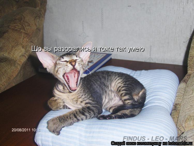 Котоматрица: Шо вы разорались я тоже так умею