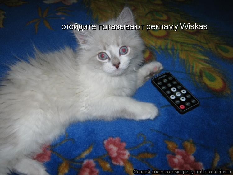 Котоматрица: отойдите показывают рекламу Wiskas