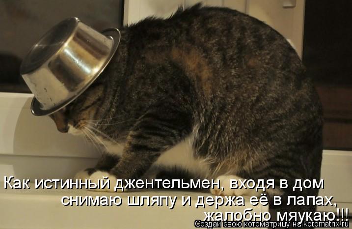 жалобно мяукаю!!! снимаю шляпу и держа её в лапах, Как истинный джентельмен, входя в дом... Котоматрица: жалобно мяукаю!!! снимаю шляпу и держа её в лапах, Как истинный джентельмен, входя в дом