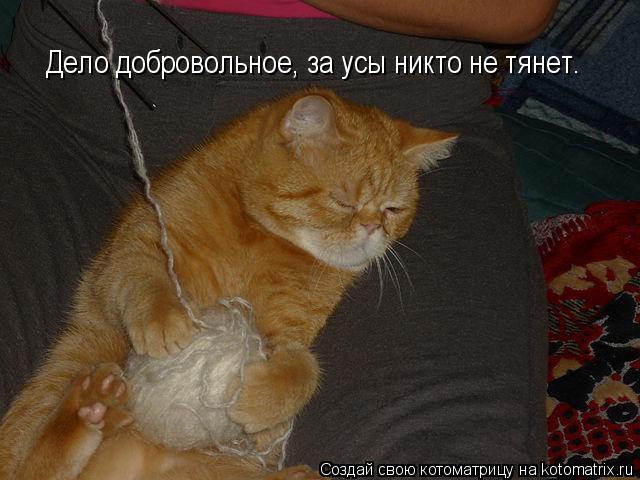 Котоматрица: Дело добровольное, за усы никто не тянет.