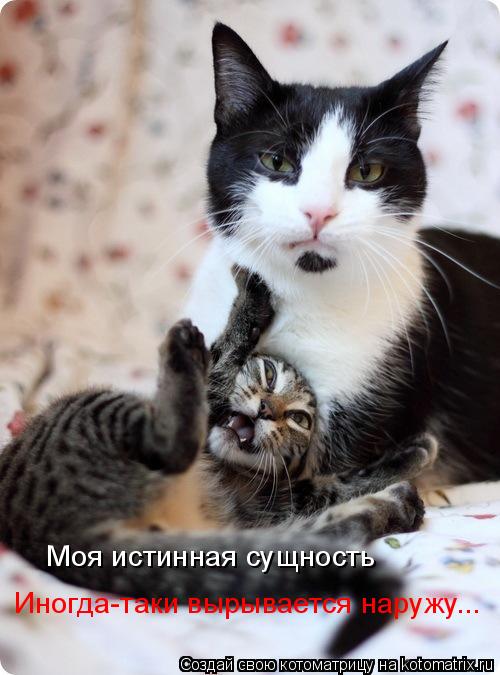 Котоматрица: Моя истинная сущность Иногда-таки вырывается наружу...