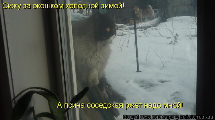 Котоматрица: Сижу за окошком холодной зимой! А псина соседская ржет надо мной!