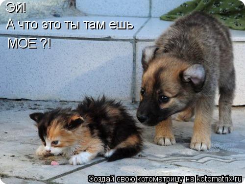 Котоматрица: Эй! А что это ты там ешь МОЕ ?!
