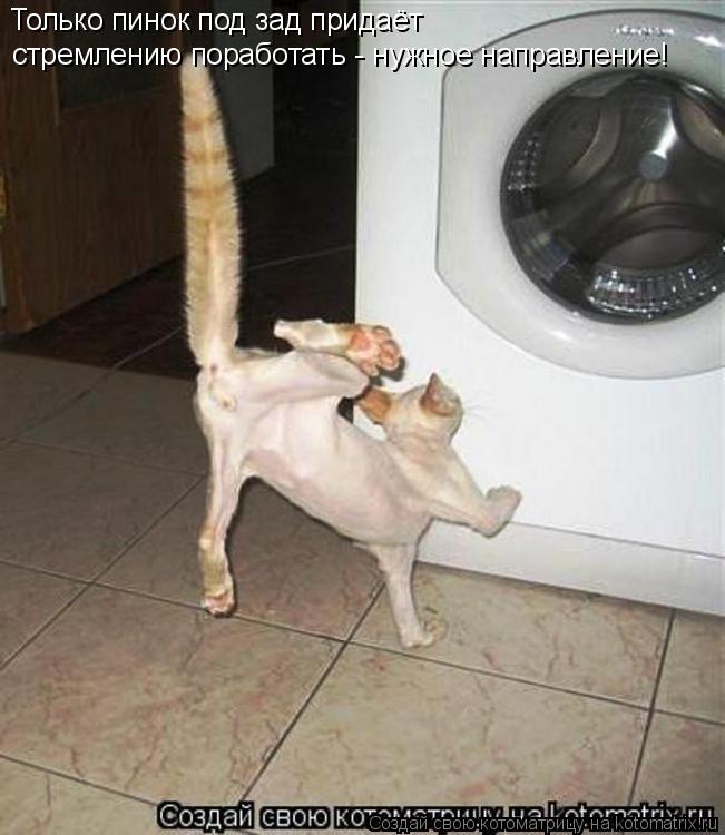 Котоматрица: Только пинок под зад придаёт стремлению поработать нужное направление! Только пинок под зад придаёт стремлению поработать - нужное направ