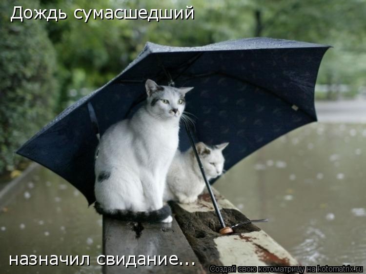 Котоматрица: Дождь сумасшедший назначил свидание...