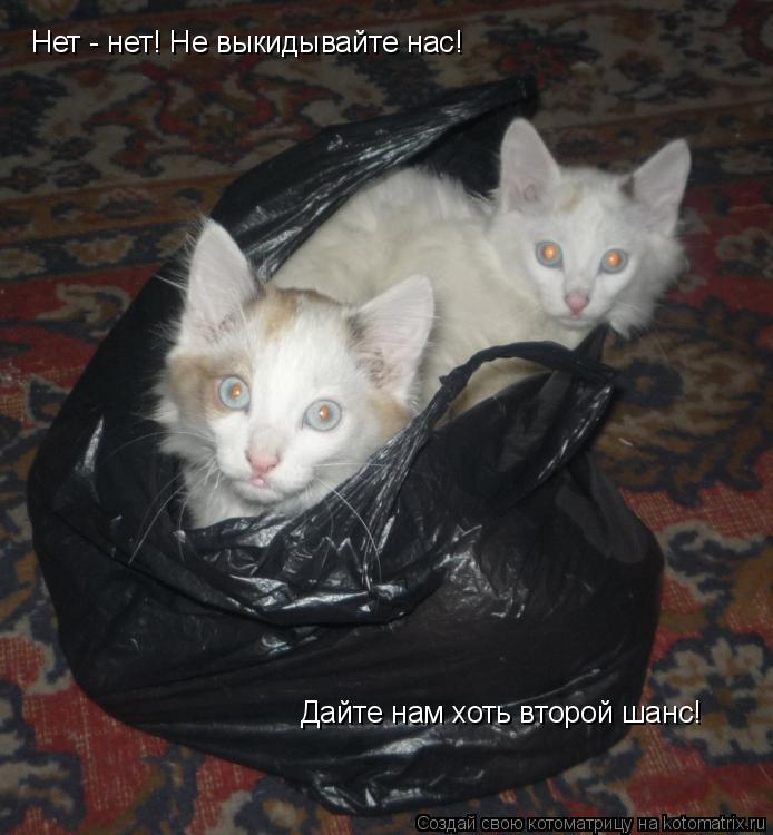 Котоматрица: Нет - нет! Не выкидывайте нас! Дайте нам хоть второй шанс!