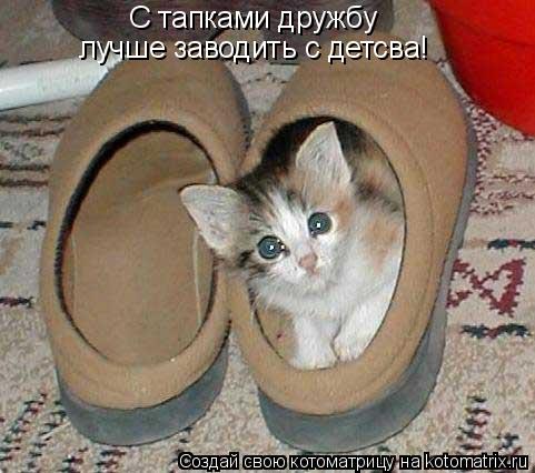 Котоматрица: С тапками дружбу лучше заводить с детсва!