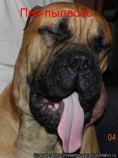 Котоматрица: Пес-пылесос