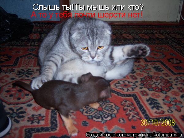Слышь ты!Ты мышь или кто? Слышь ты!Ты мышь или кто? А то у тебя почти шерсти нет!... Котоматрица: Слышь ты!Ты мышь или кто? Слышь ты!Ты мышь или кто? А то у тебя почти шерсти нет!