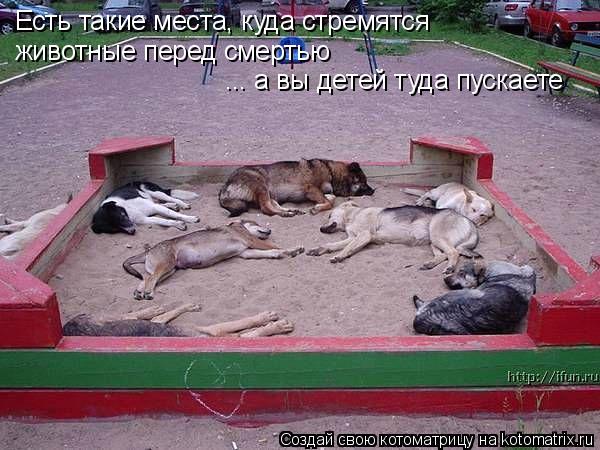 Котоматрица: Есть такие места, куда стремятся животные перед смертью ... а вы детей туда пускаете