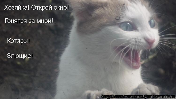 Котоматрица: Хозяйка! Открой окно! Гонятся за мной! Котяры! Злющие!
