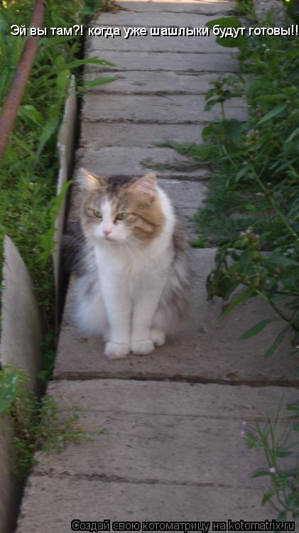 Котоматрица: Эй вы там?! когда уже шашлыки будут готовы!!!