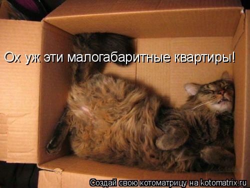 Котоматрица: Ох уж эти малогабаритные квартиры!