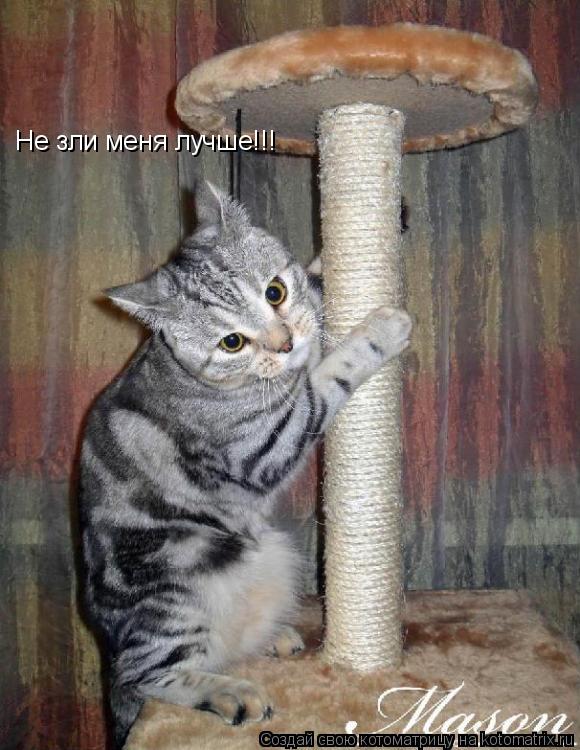 Котоматрица: Не зли меня лучше!!!