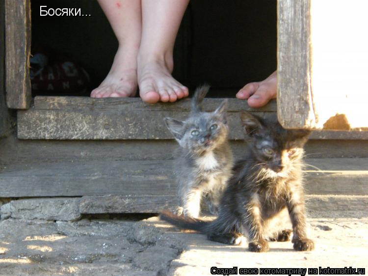 Котоматрица: Босяки...