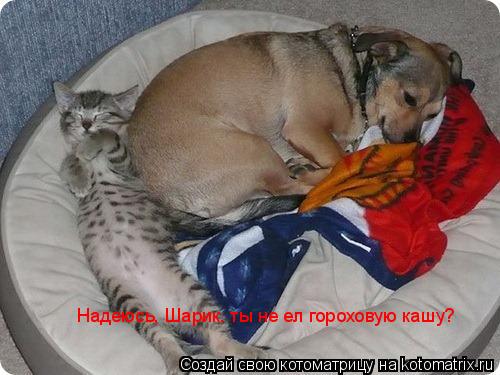 Котоматрица: Надеюсь, Шарик, ты не ел гороховую кашу?