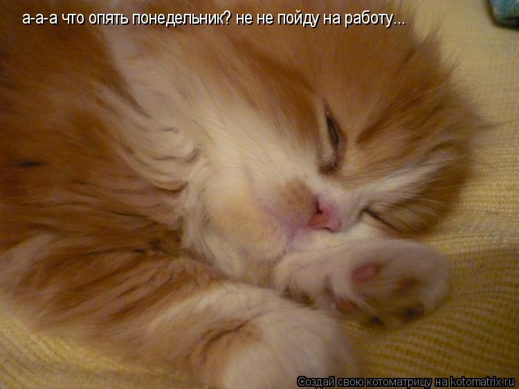 Котоматрица: а-а-а что опять понедельник? не не пойду на работу...